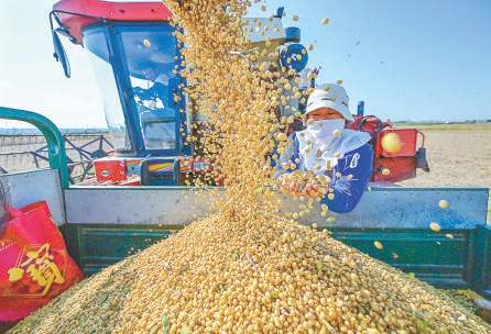 图1：10月14日，在河南省洛阳市孟津区会盟镇黄河岸边的下古村，农民收获大豆。